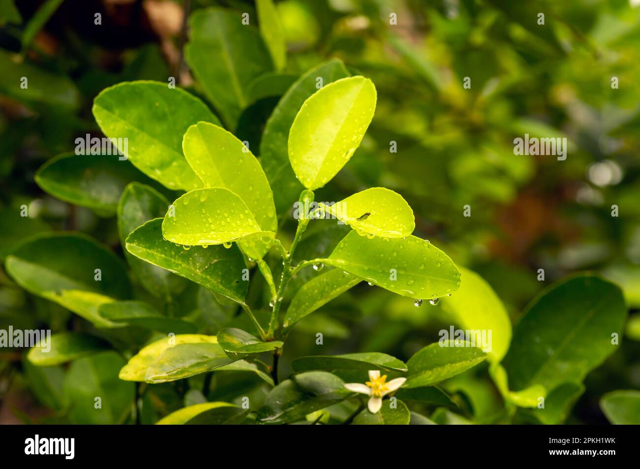 Citron frais, citron vert (Citrus aurantifolia) feuilles vertes avec eau Banque D'Images