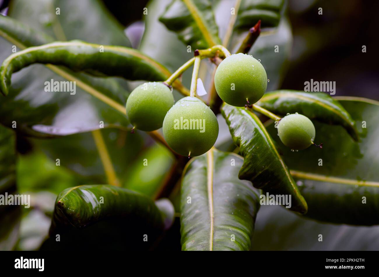 Nyamplung, Calophyllum inophyllum graines et feuilles, communément appelé mastwood, calophyllum de plage pour l'énergie alternative et la médecine Banque D'Images