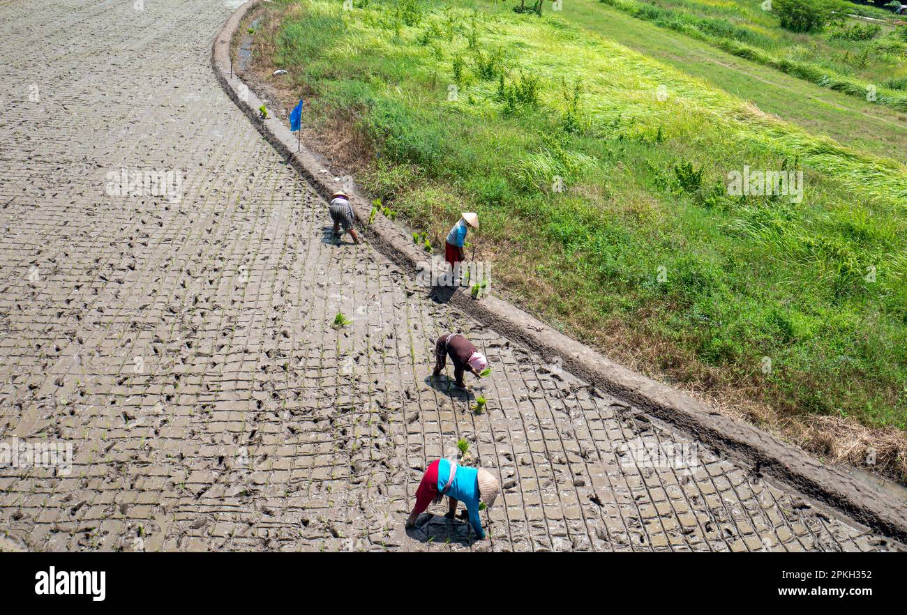 Javanais agricultrices du village plantant des semis de riz à Yogyakarta, Indonésie Banque D'Images