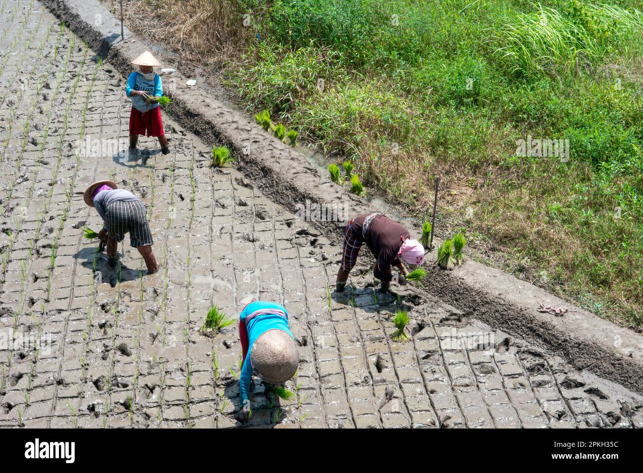 Javanais agricultrices du village plantant des semis de riz à Yogyakarta, Indonésie Banque D'Images