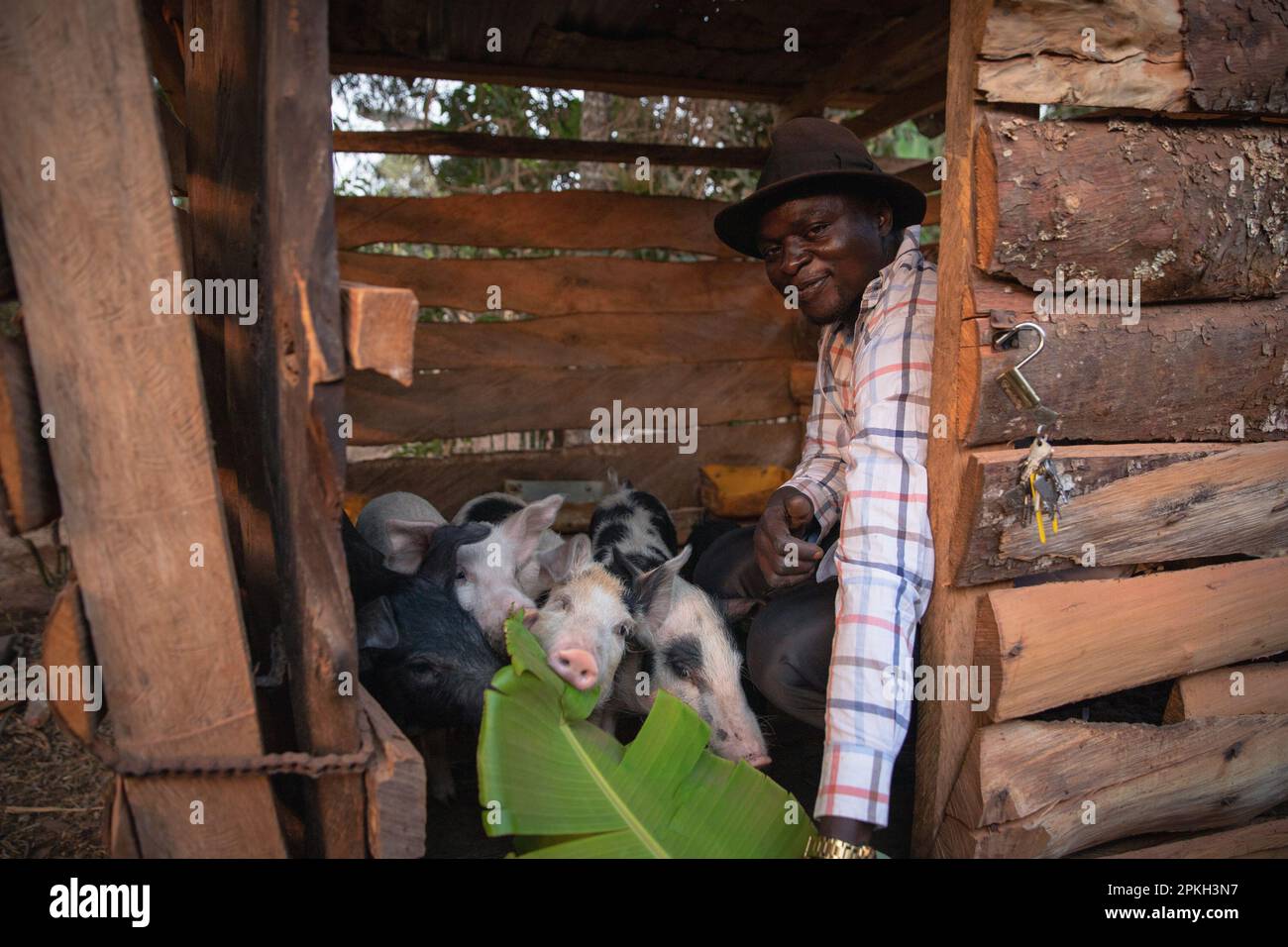 Un agriculteur africain nourrit ses porcs sur sa ferme. Banque D'Images