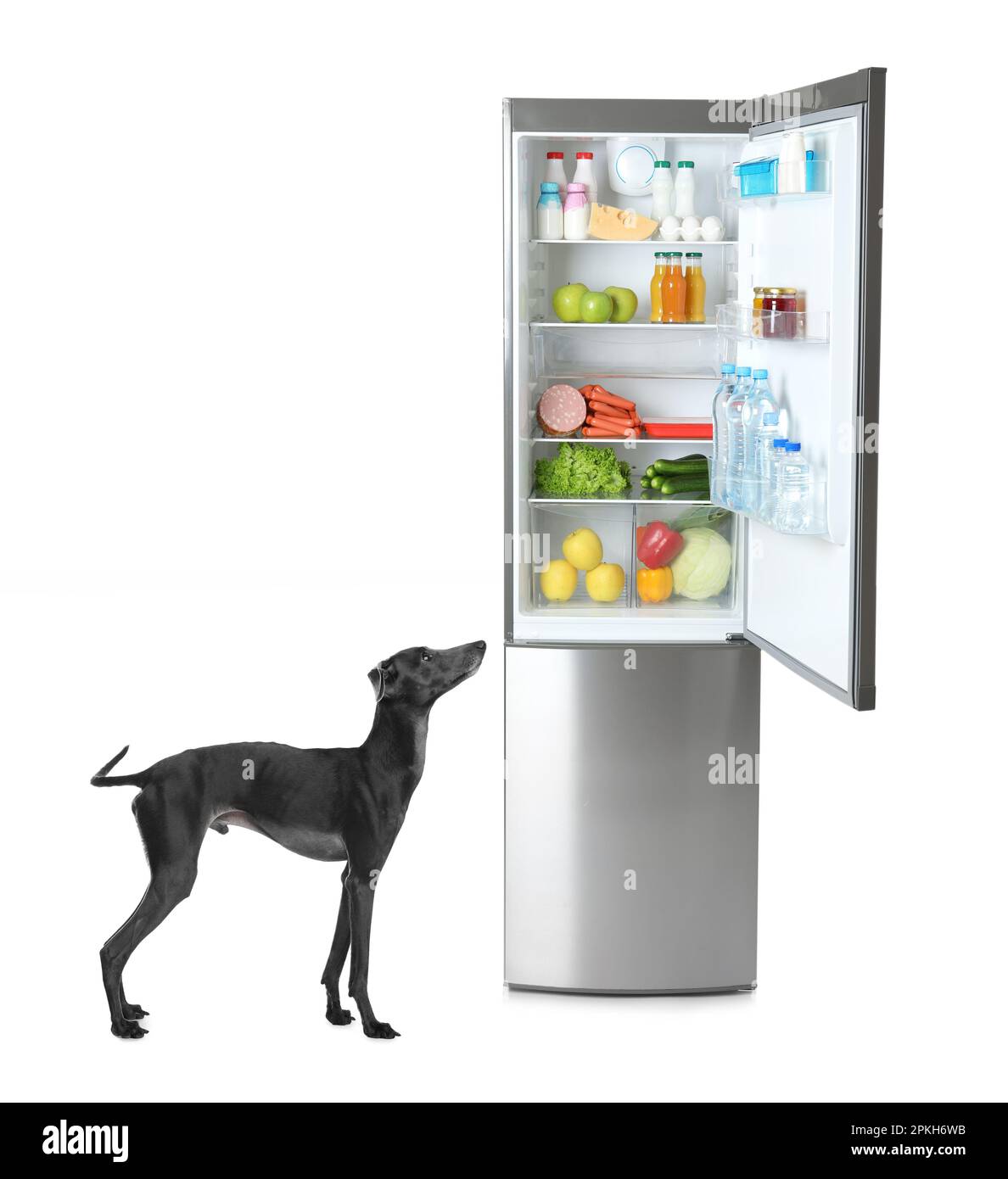 Joli chien Greyhound italien près d'un réfrigérateur ouvert avec de nombreux produits différents sur fond blanc Banque D'Images