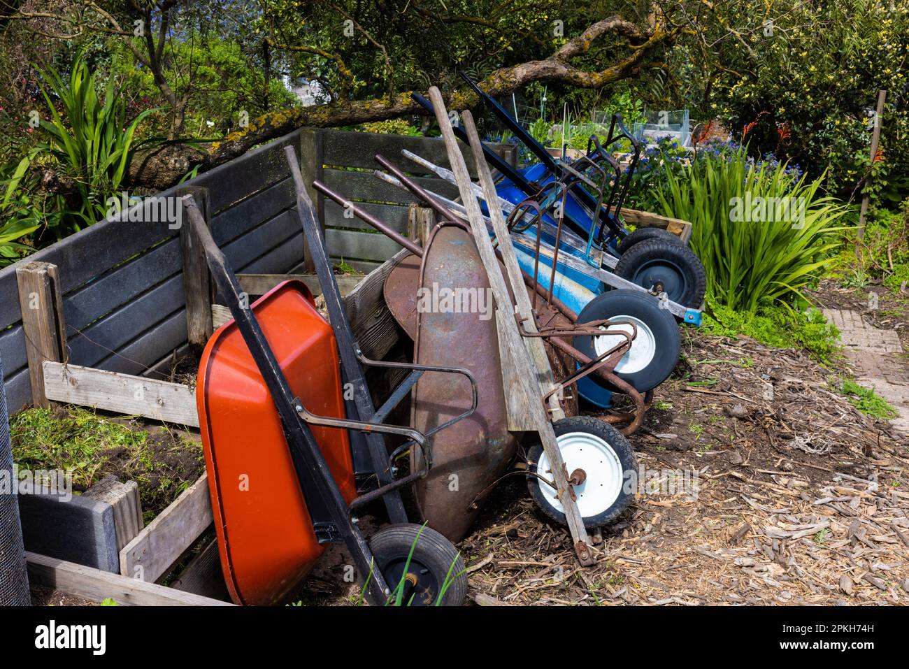 Brouettes bleues, rouges et rouillées photo verticale et inclinée dans un jardin urbain. San Francisco, Californie Banque D'Images