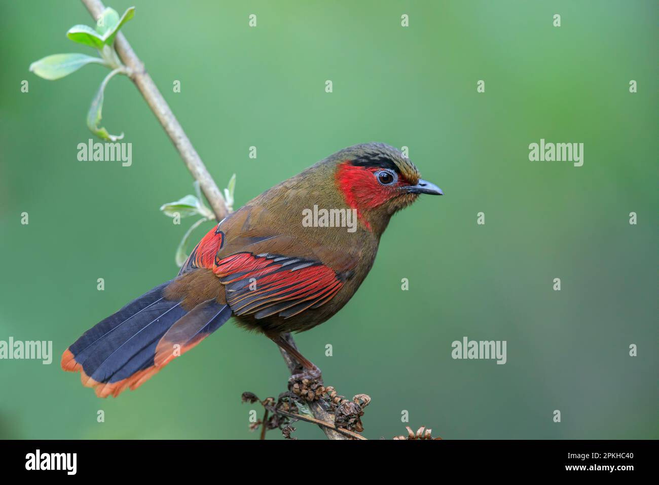 Liocichla à face rouge dans une perche Banque D'Images