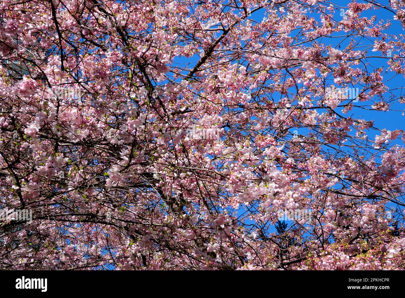 Cerisiers en fleurs Station de Burrard au Canada Vancouver escaliers vers les gratte-ciels lanterne printemps beauté de la nature mains courantes blanches pour l'escalade de Sky train Banque D'Images