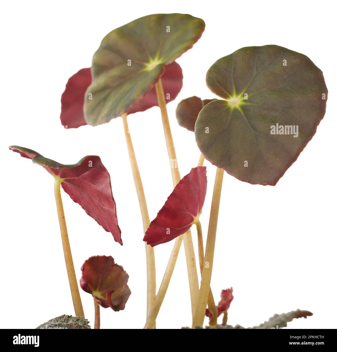 beefsteak begonia plante, begonia erythrophylla, plante ornementale avec feuillage attrayant, rare hybride begonia trouvé dans les zones tropicales isolées Banque D'Images
