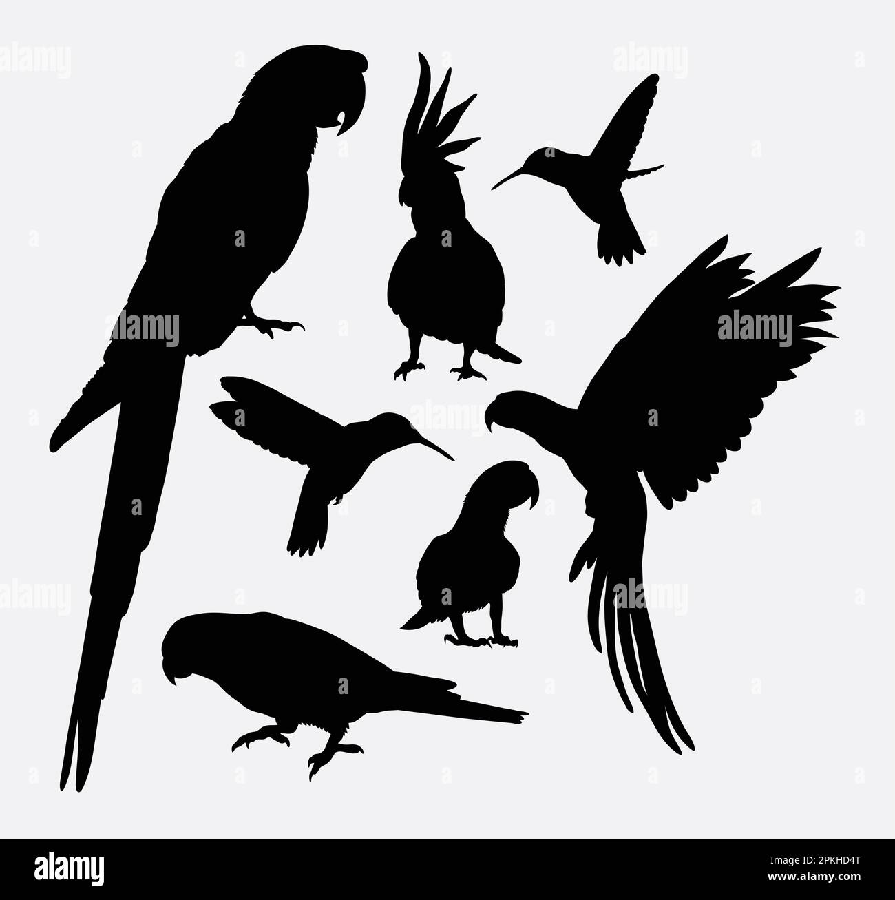 Silhouettes Parrot et colibris Illustration de Vecteur