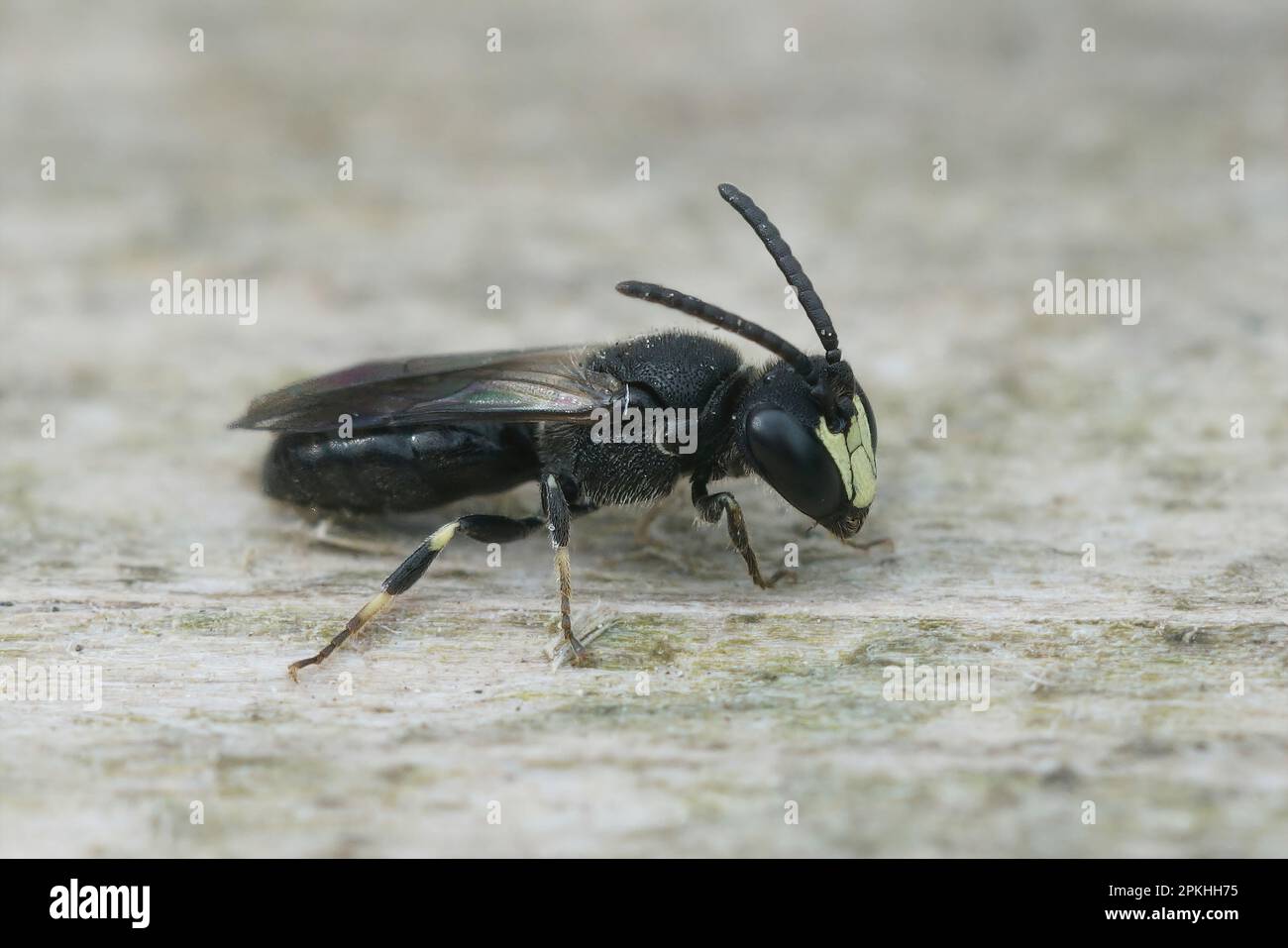 Gros plan détaillé sur une abeille commune à face blanche masquée, Hylacommuneus est assis sur du bois Banque D'Images