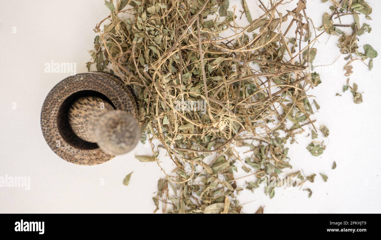 Alyce Clover (Alysicarpus vaginalis) Herbal médecine ayurvédique/ Banque D'Images