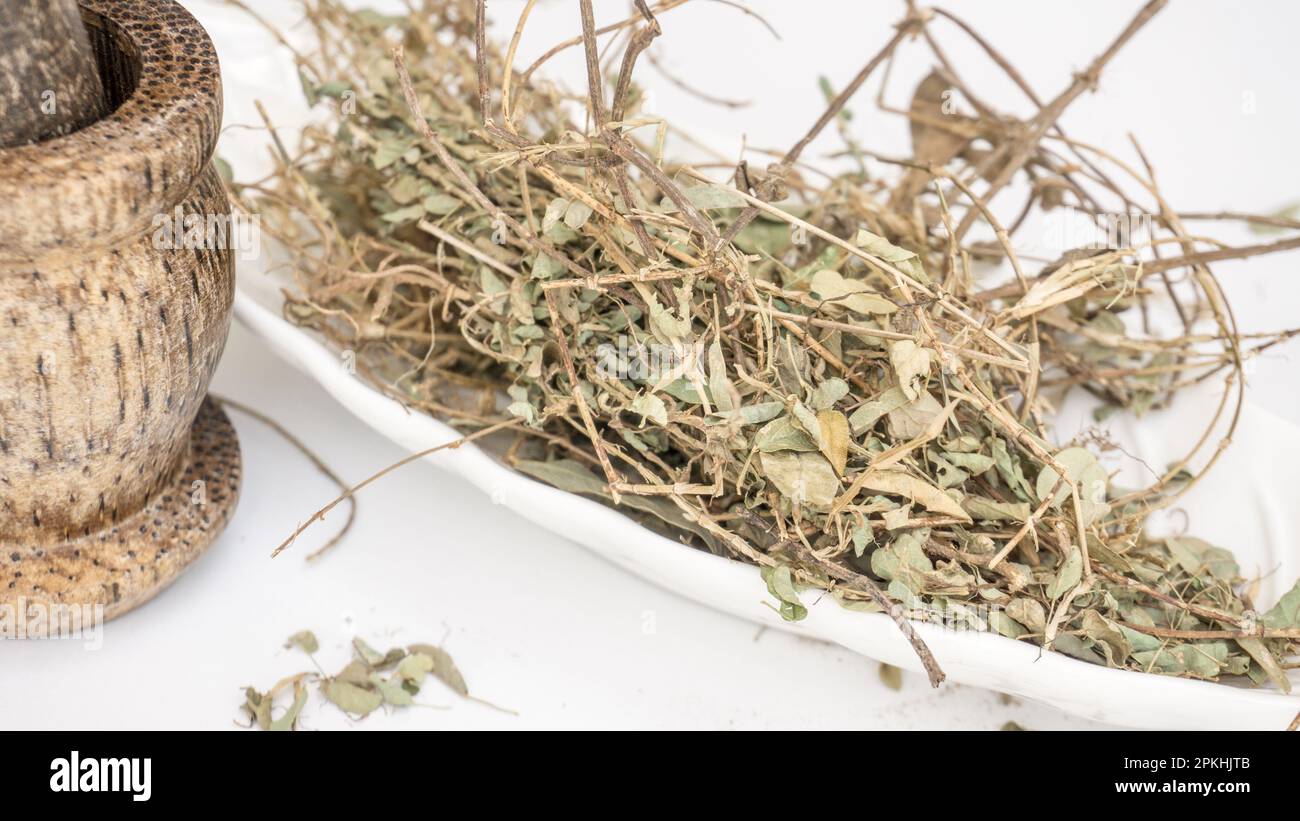 Alyce Clover (Alysicarpus vaginalis) Herbal médecine ayurvédique/ Banque D'Images