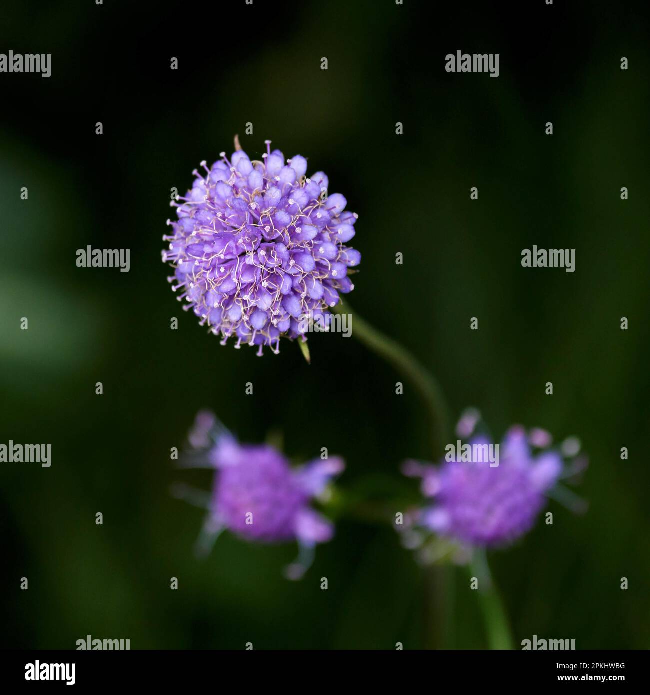 Bit Scabious Devils (Succisa pratensis) Banque D'Images