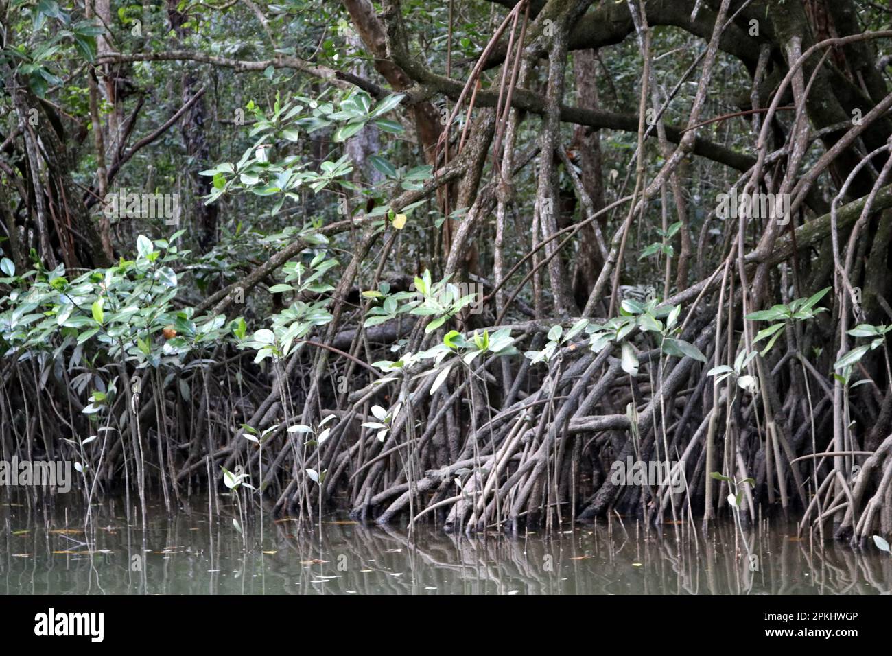 Forêt de mangroves prospère le long de la côte de mer : (pix Sanjiv Shukla) Banque D'Images