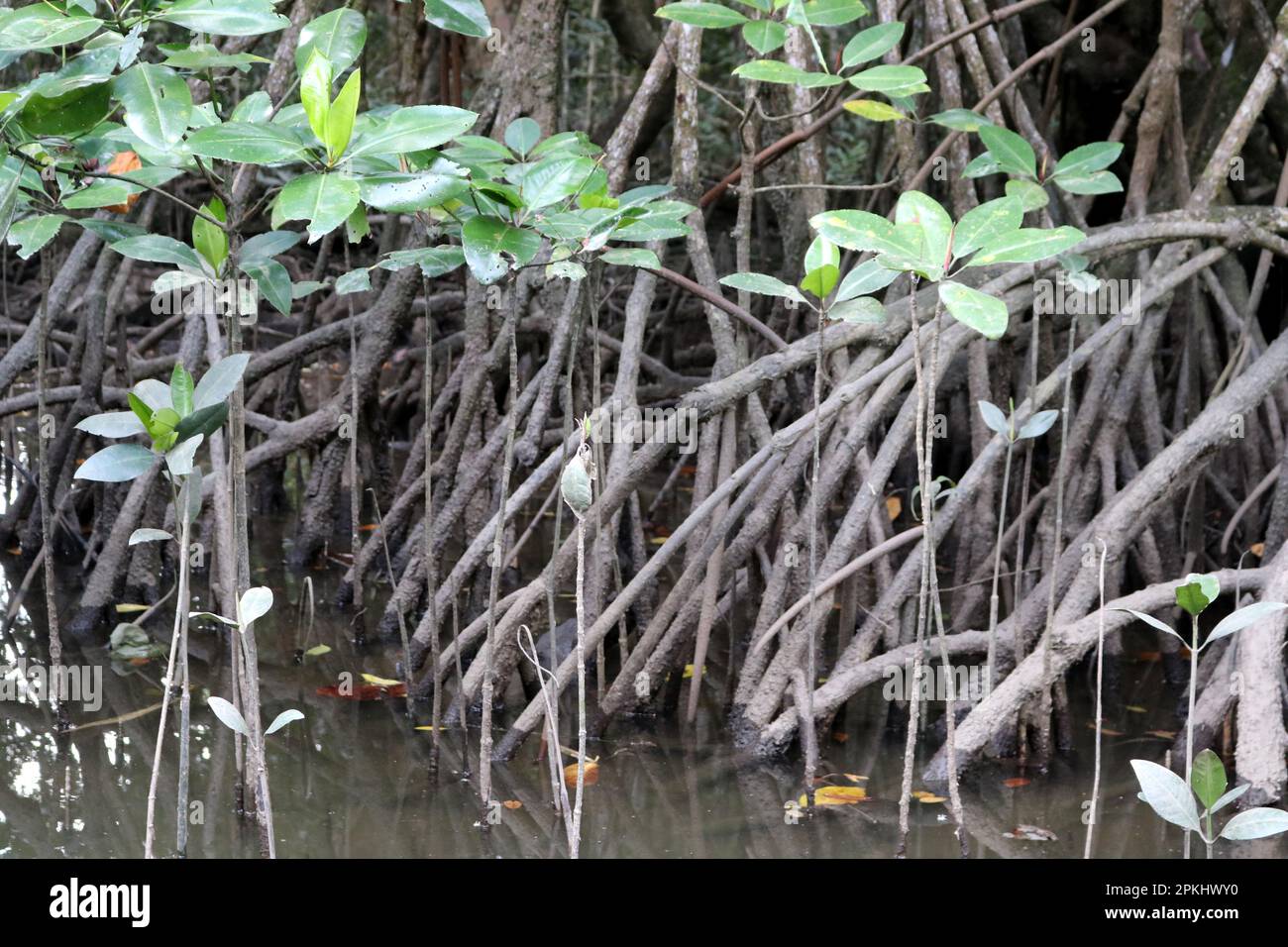 Forêt de mangroves prospère le long de la côte de mer : (pix Sanjiv Shukla) Banque D'Images