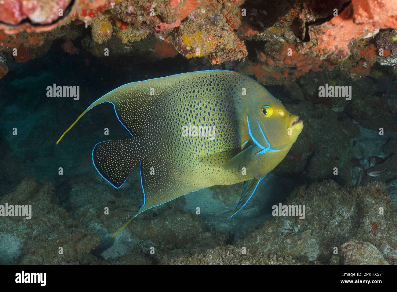 Anguille du Coran (Pomacanthus semicirculatus), site de plongée du parc national de la baie de Sodwana, Réserve marine de Maputaland, KwaZulu Natal, Afrique du Sud Banque D'Images