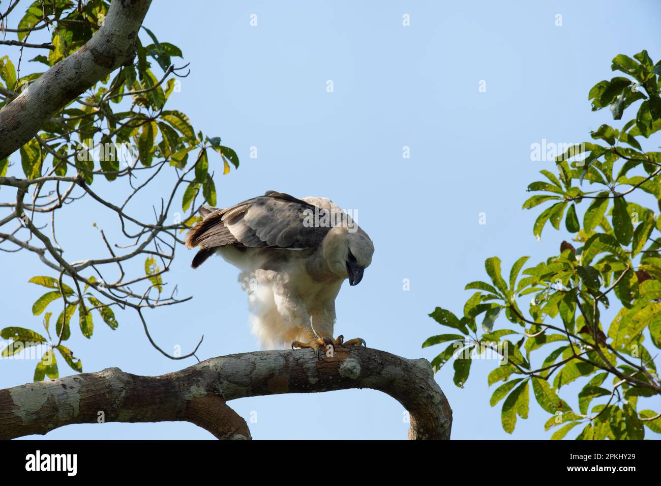 Aigle harpon immature (Harpia harpyia) à l'âge de 15 mois, Amazone, Brésil Banque D'Images