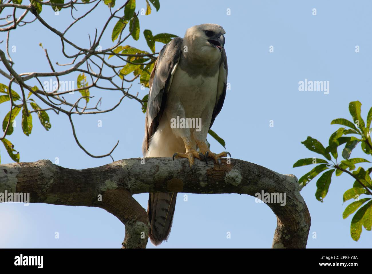 Aigle harpon immature (Harpia harpyia) à l'âge de 15 mois, Amazone, Brésil Banque D'Images