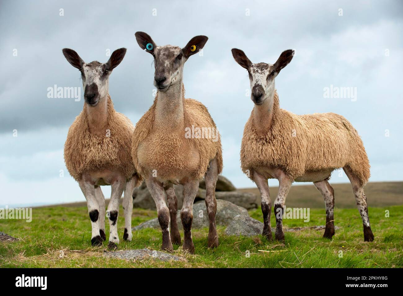 Mouton domestique, Leicester à face bleue, trois agneaux, debout dans un pâturage au bord de la lande, Dartmoor, Devon, Angleterre, Royaume-Uni Banque D'Images
