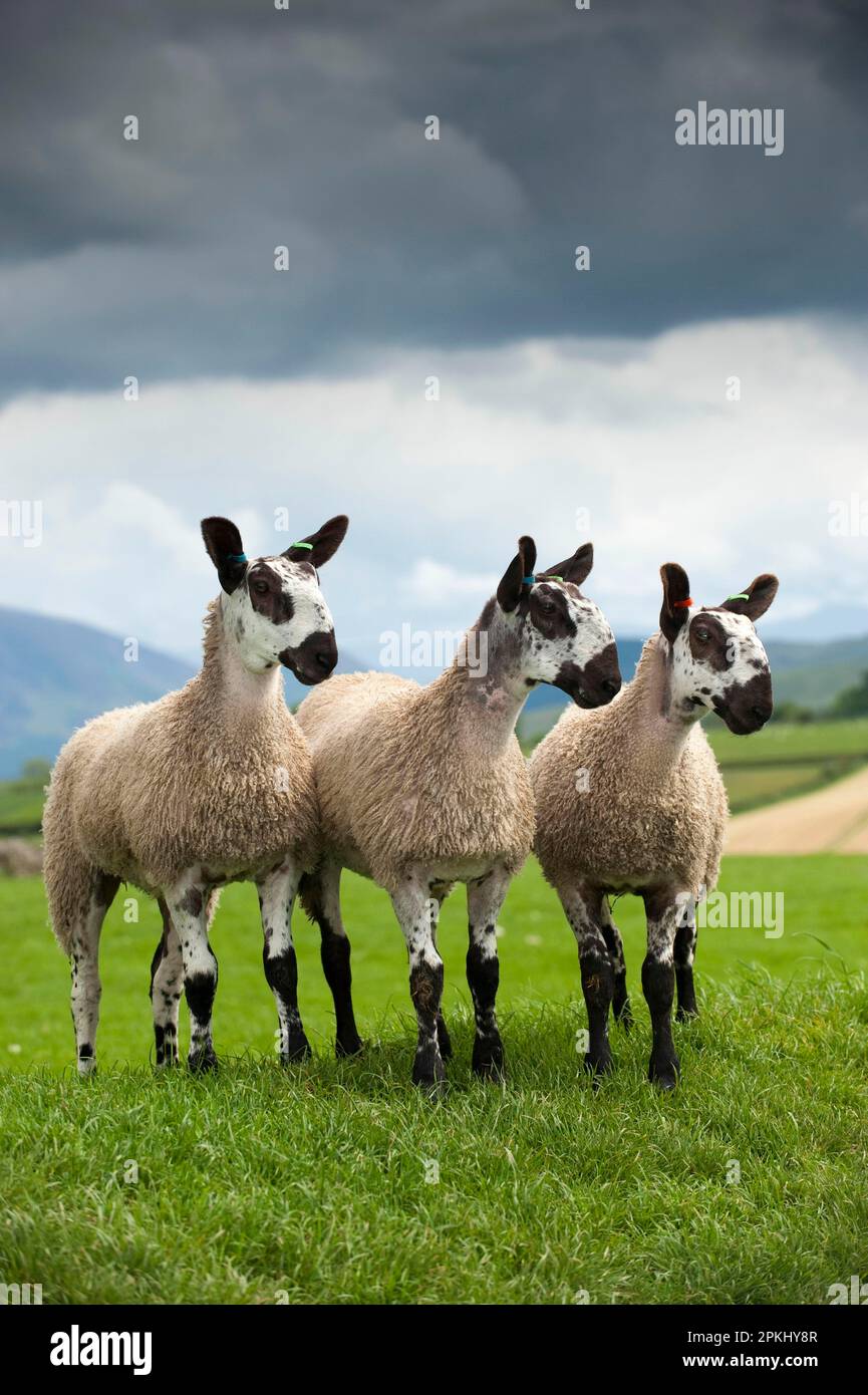 Mouton domestique, Leicester à face bleue, trois agneaux, debout en pâturage, Angleterre, Royaume-Uni Banque D'Images