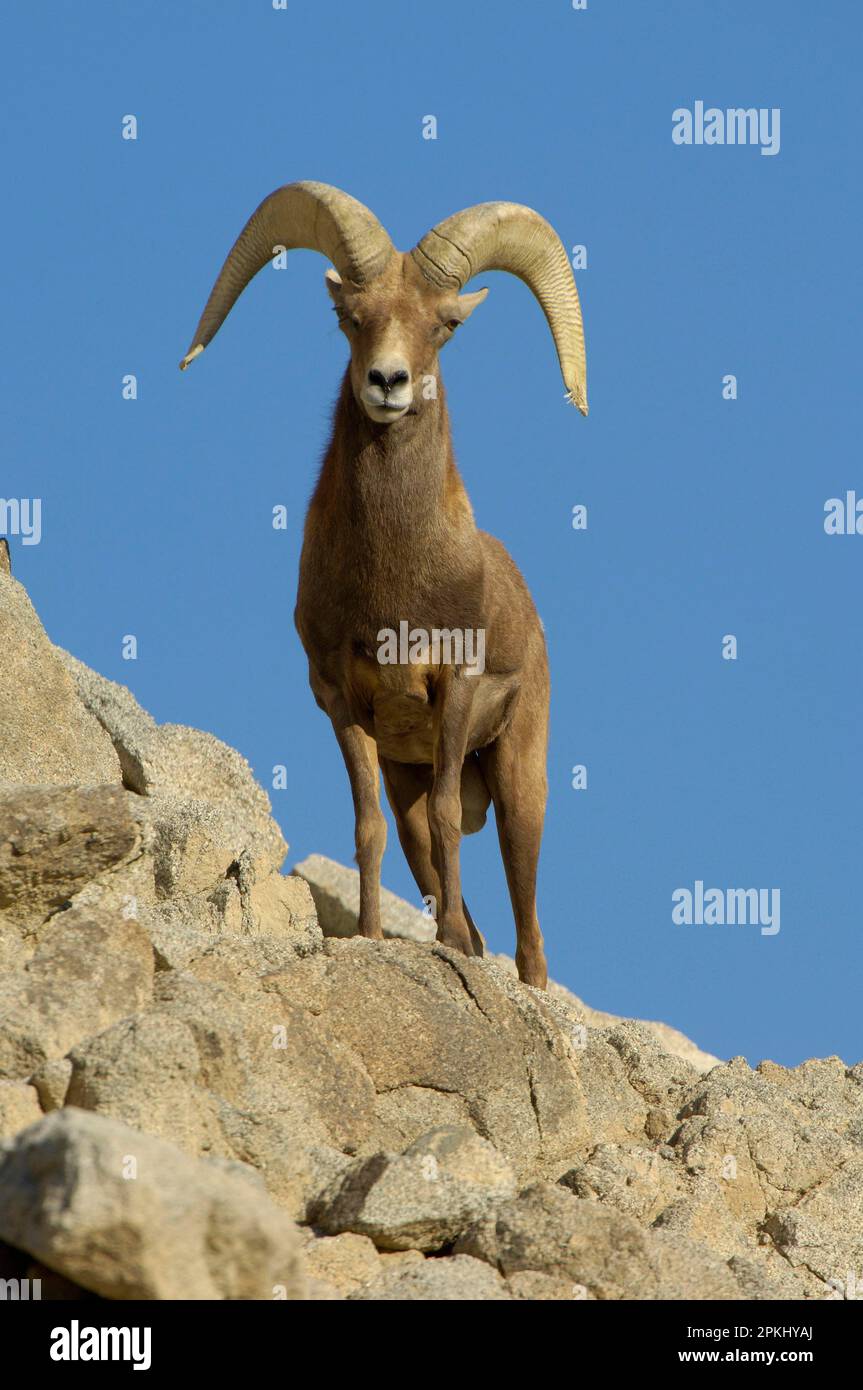 Mouflon d'Amérique (Ovis canadensis) adulte mâle, debout sur l'éperon rocheux, Californie (U.) S. A. Banque D'Images