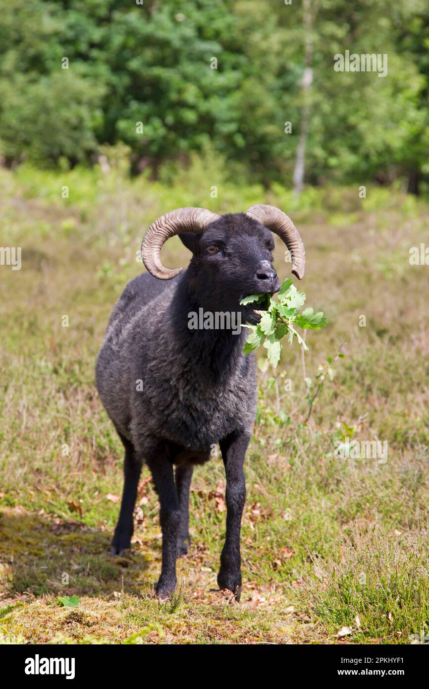 Mouton domestique, Hebridean, adulte, se nourrissant de feuilles de chêne dans la lande, utilisé pour la gestion de la conservation, Sutton Common, Sandlings, Suffolk, Angleterre Banque D'Images