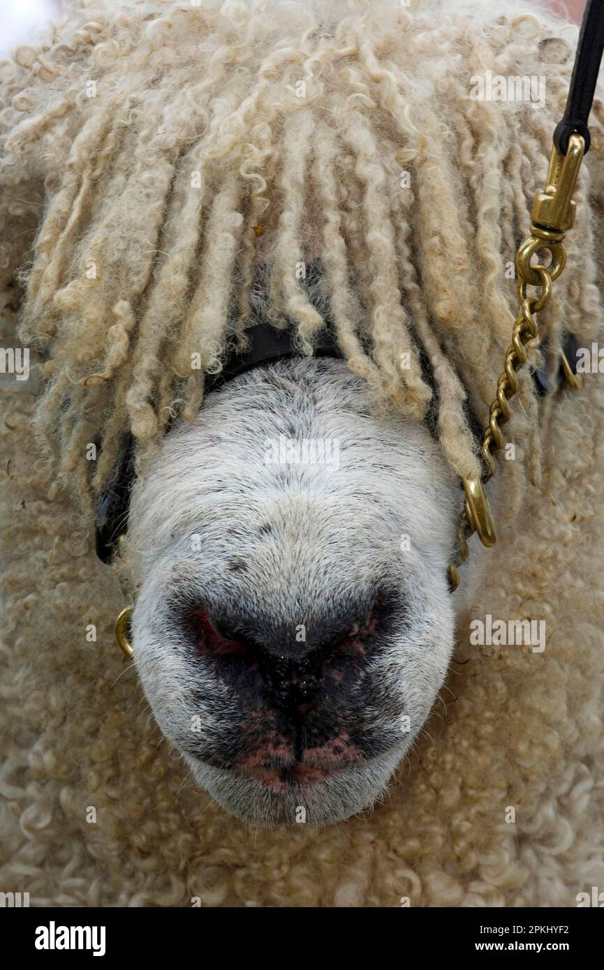 Mouton domestique, mouton Cotswold, gros plan de la tête, sur le halter à l'exposition, Angleterre, Royaume-Uni Banque D'Images