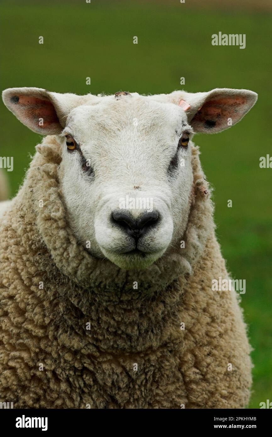 Mouton domestique, bélier de Beltex, gros plan de la tête, Angleterre, Royaume-Uni Banque D'Images
