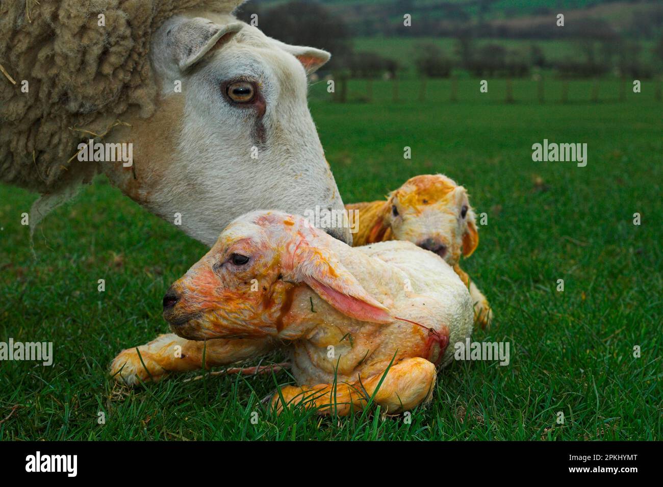 Mouton domestique, Beltex ewe, toilettage des agneaux nouveau-nés, Angleterre, Royaume-Uni Banque D'Images