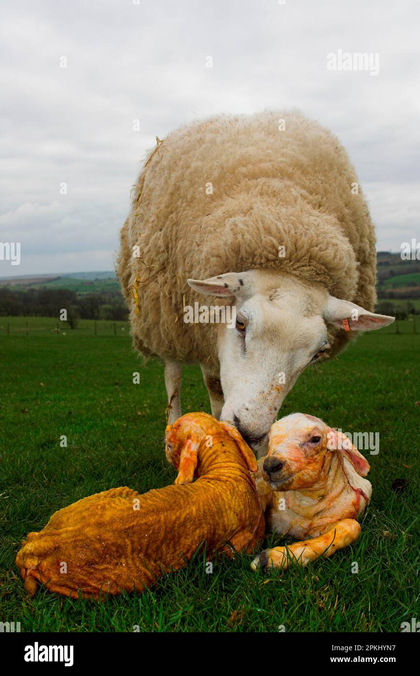 Mouton domestique, Beltex ewe, toilettage des agneaux nouveau-nés, Angleterre, Royaume-Uni Banque D'Images