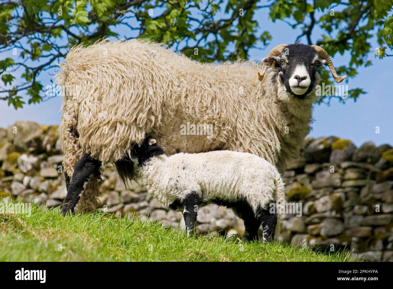 Mouton domestique, Swaledale, brebis avec agneau de lait, debout sur un pâturage près du mur de pierre sèche, Yorkshire Dales, Yorkshire, Angleterre, printemps Banque D'Images