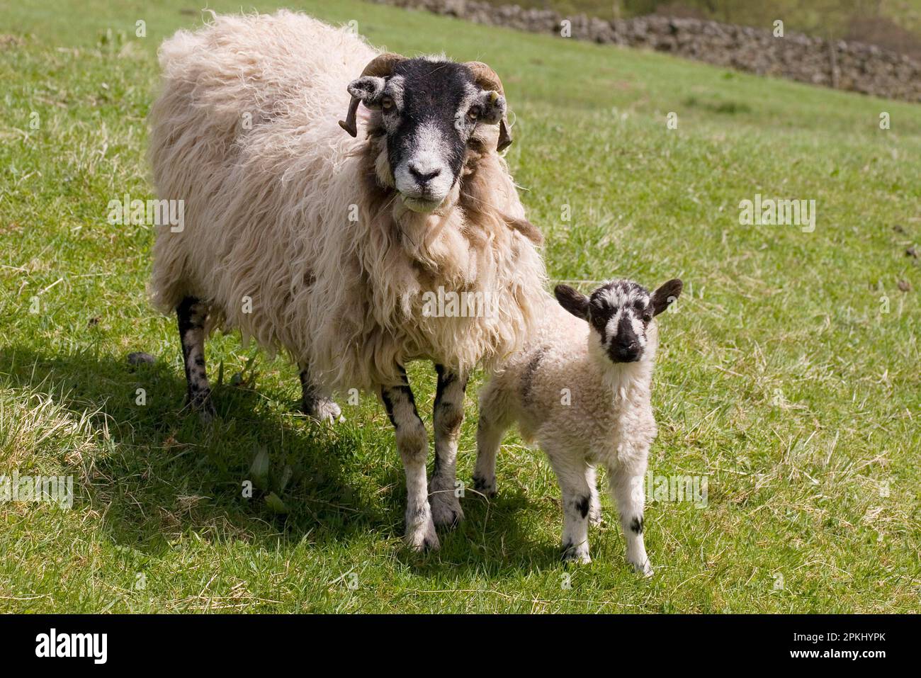 Mouton domestique, Swaledale, brebis avec agneau, debout sur pâturage, Yorkshire Dales, Yorkshire, Angleterre, printemps Banque D'Images