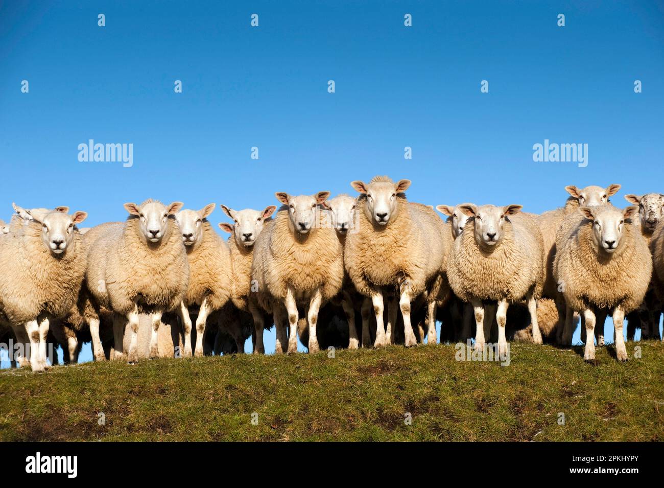 Moutons domestiques, Beltex, troupeau debout à flanc de colline, Angleterre, Royaume-Uni Banque D'Images