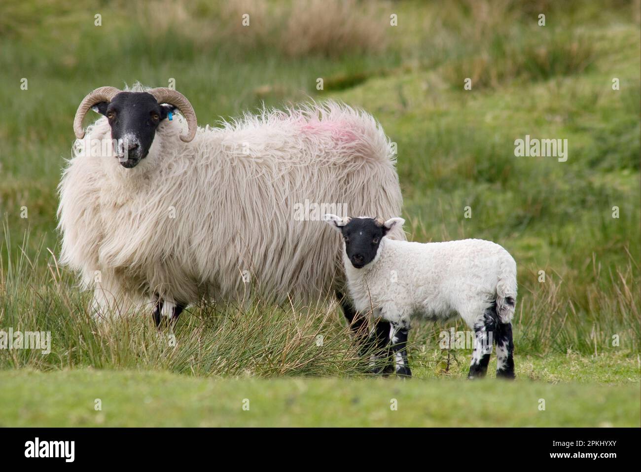 Moutons domestiques, Blackface écossaise, brebis avec agneau, debout sur pâturage brut, Cairnsmore de la flotte, Dumfries et Galloway, Écosse, printemps Banque D'Images