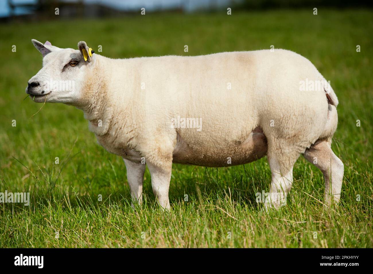 Mouton domestique, Beltex ewe, debout dans les pâturages, Angleterre, Royaume-Uni Banque D'Images