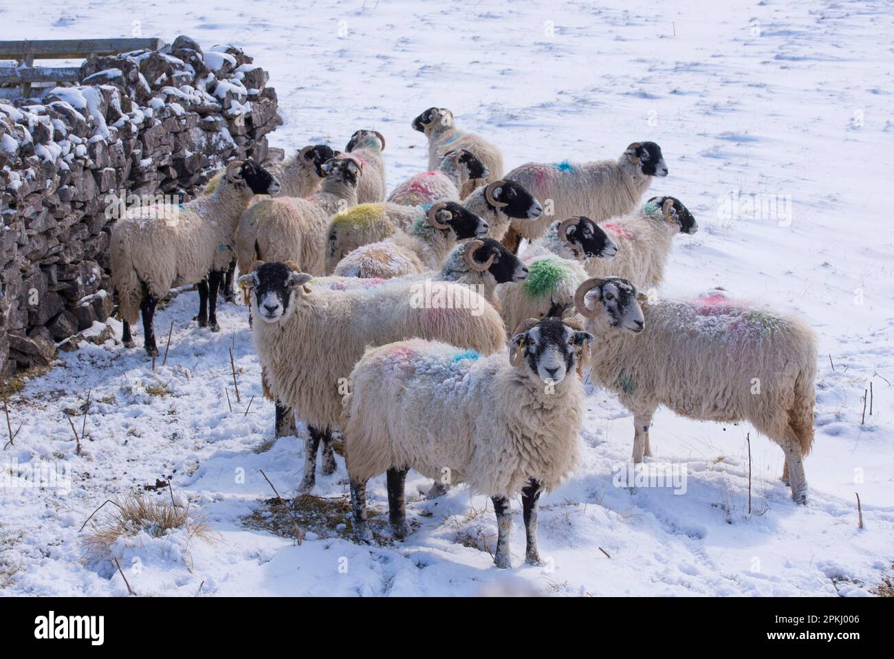 Moutons domestiques, brebis de Swaledale, troupeau debout à côté de la paroi de la pierre sèche dans un pâturage couvert de neige, Kirkby Stephen, Cumbria, Angleterre, Royaume-Uni Banque D'Images