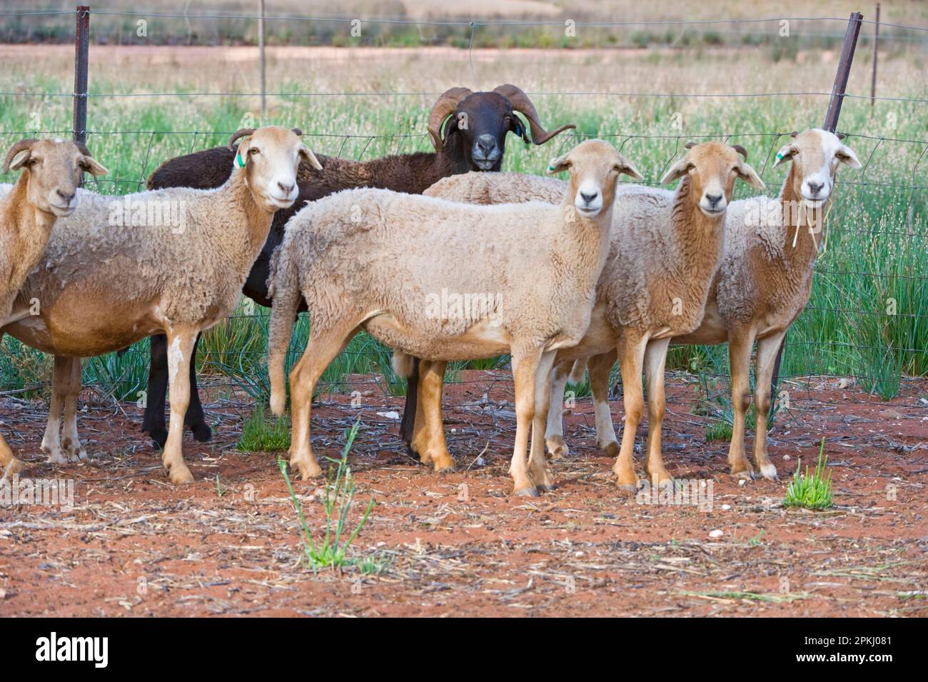 Moutons domestiques, moutons à queue grasse, troupeau, debout à la clôture, Fraser Range Station, Plaine de Nullarbor, Australie occidentale Banque D'Images