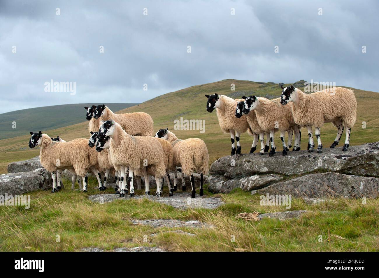Moutons domestiques, agneaux de mules, prêts pour les ventes d'automne, affluent debout sur les landes, Dartmoor, Devon, Angleterre, Royaume-Uni Banque D'Images