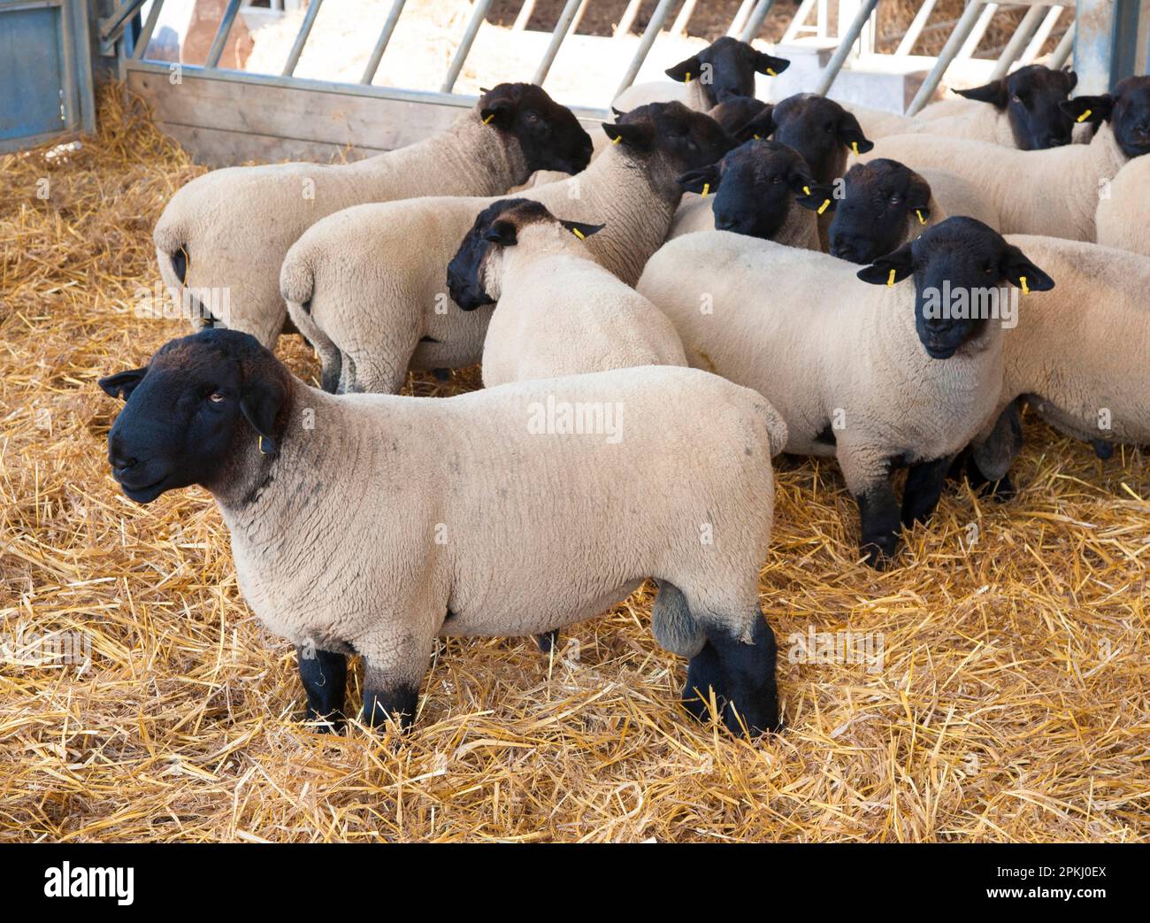 Mouton domestique, béliers de Suffolk, troupeau debout à l'intérieur de la cour de paille, Bode, île de Man Banque D'Images