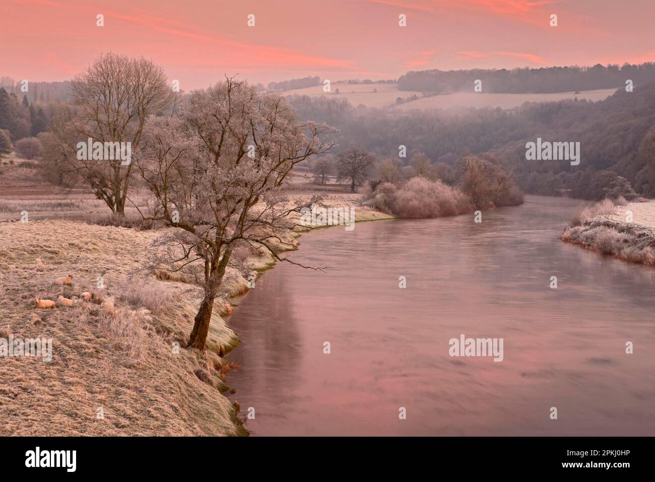 Vue sur la rivière à l'aube, moutons sur pâturage gelé, Bigsweir, rivière Wye, vallée de Wye, Monbucshire, Pays de Galles, hiver Banque D'Images