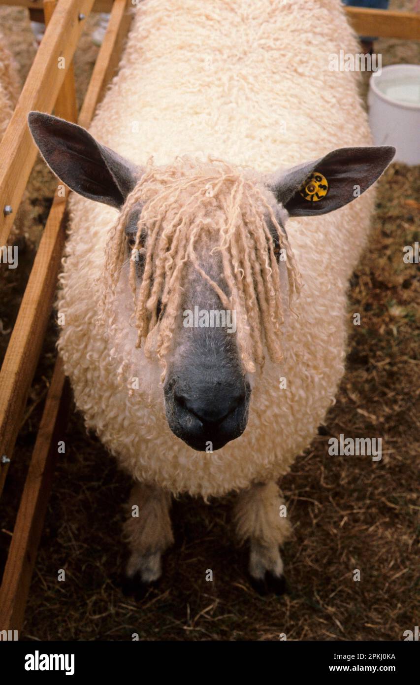 Moutons domestiques, Wensleydale brewe at Bay, laine couvrant les yeux, Somerset, Angleterre, Grande-Bretagne Banque D'Images