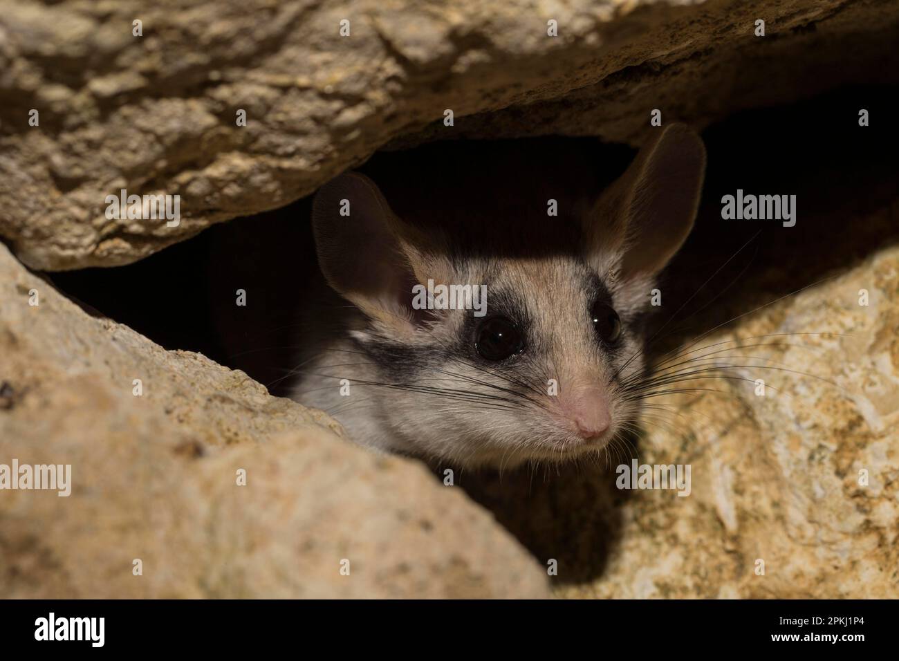 Souris de jardin asiatique (Eliomys melanurus), adulte, femme, Afrique, Asie Banque D'Images