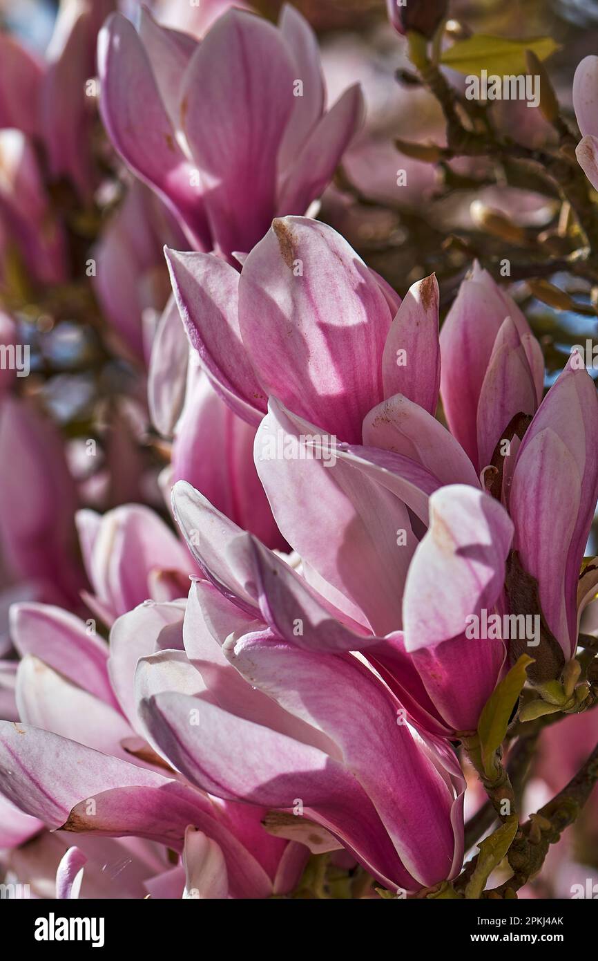 Gros plan de fleurs de magnolia rose en pleine floraison le jour ensoleillé du printemps Banque D'Images