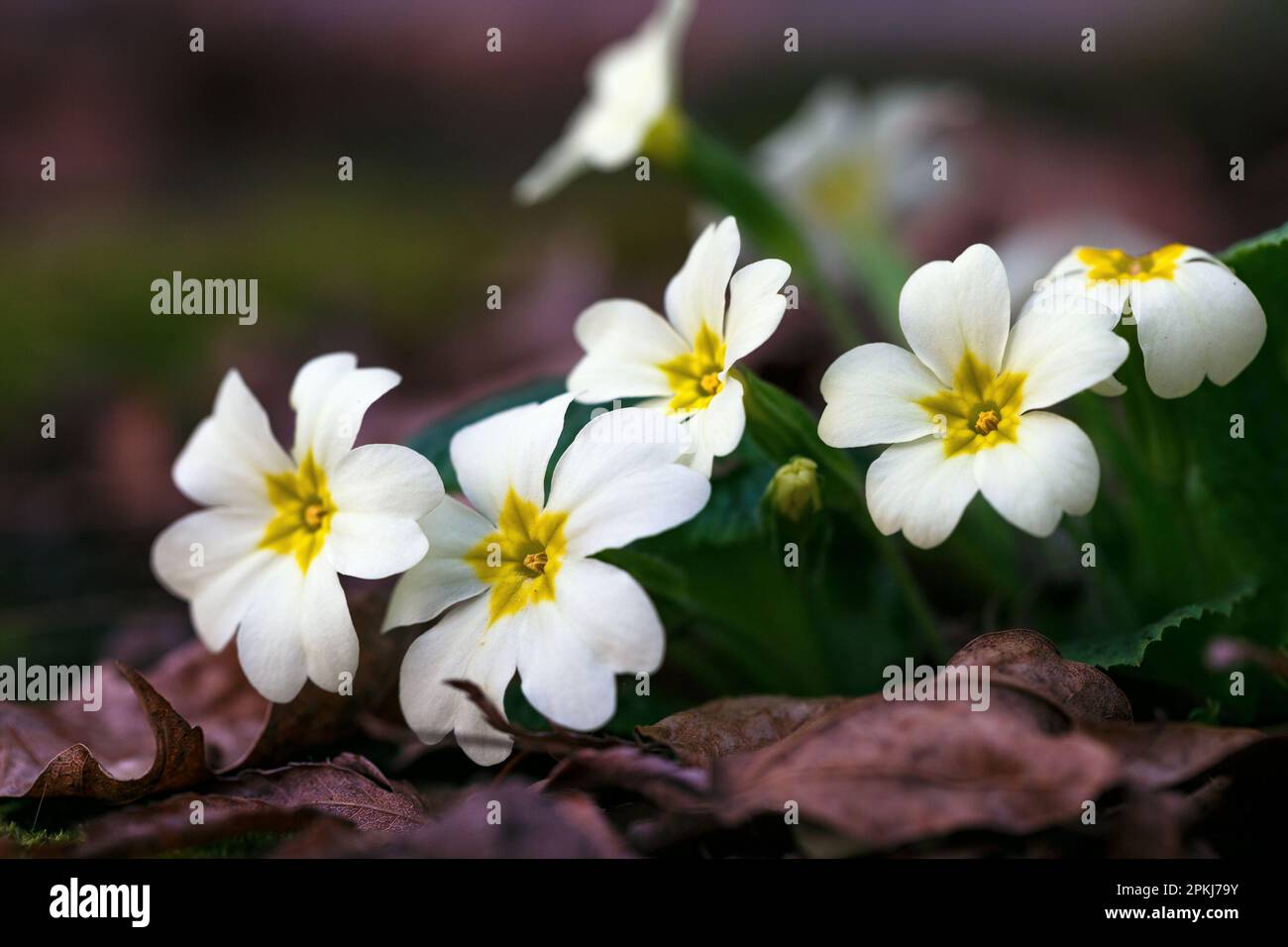 Primula vulgaris, floraison printanière. Effet bokeh. Italie. Europe. Banque D'Images