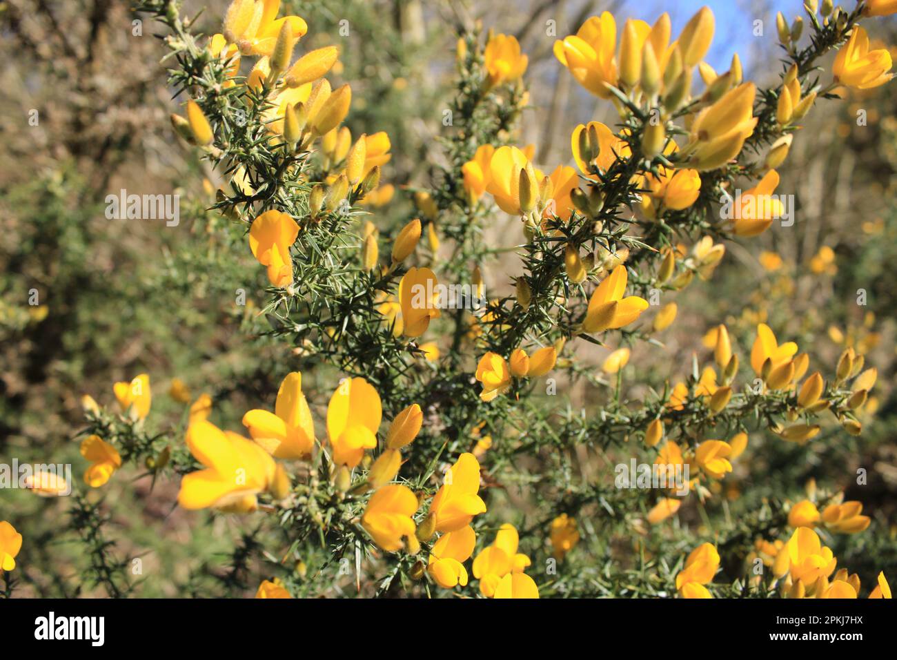 Fleurs d’ajoncs Banque D'Images
