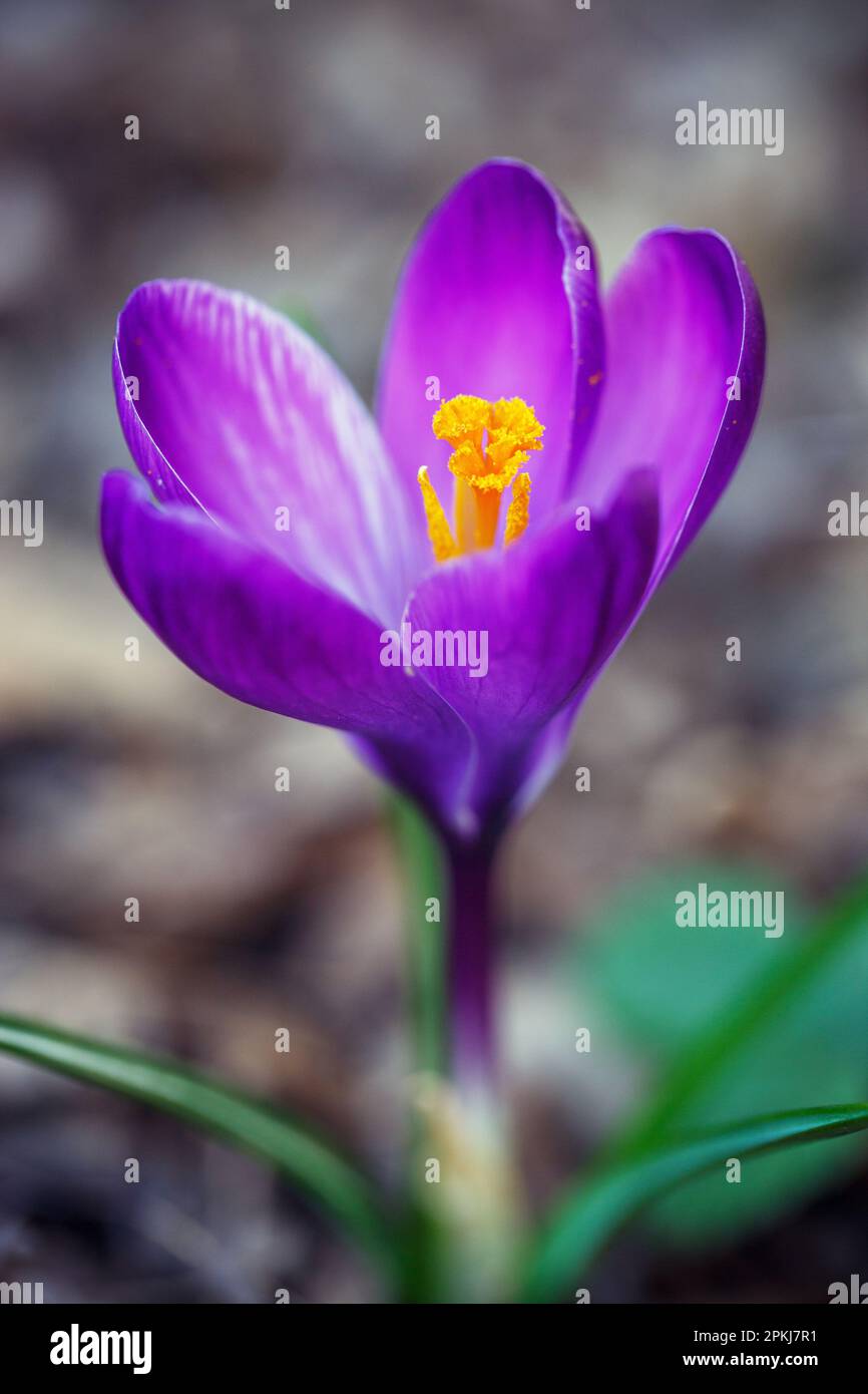 Crocus vernus, floraison printanière. Effet bokeh. Italie. Europe. Banque D'Images