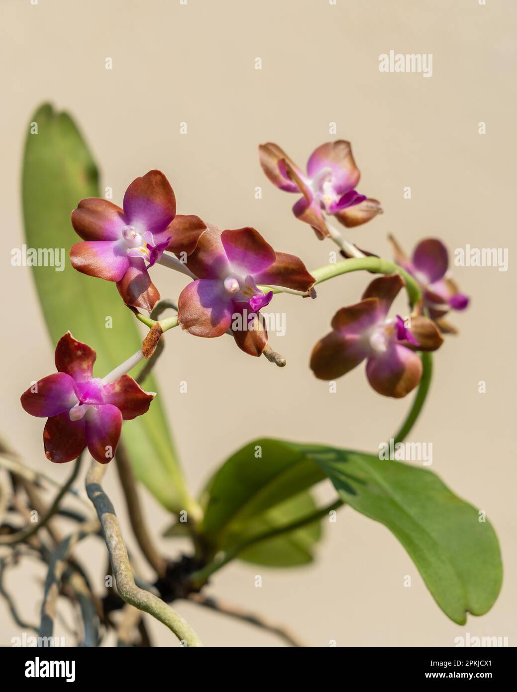 Vue rapprochée de l'espèce d'orchidée tropicale épiphytique colorée hygrochilus parishii var numottiana qui fleurit avec des fleurs violettes, blanches et brunes Banque D'Images