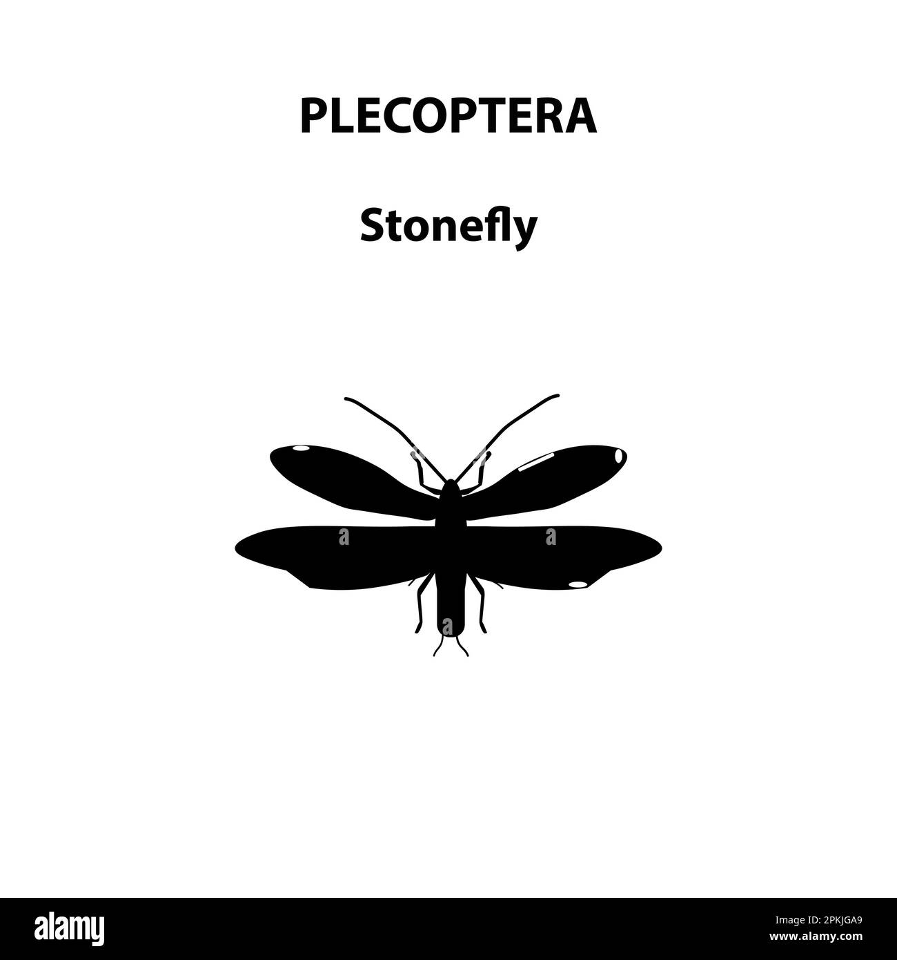 Insecte en grès de Plecoptera pour étude scientifique Illustration de Vecteur
