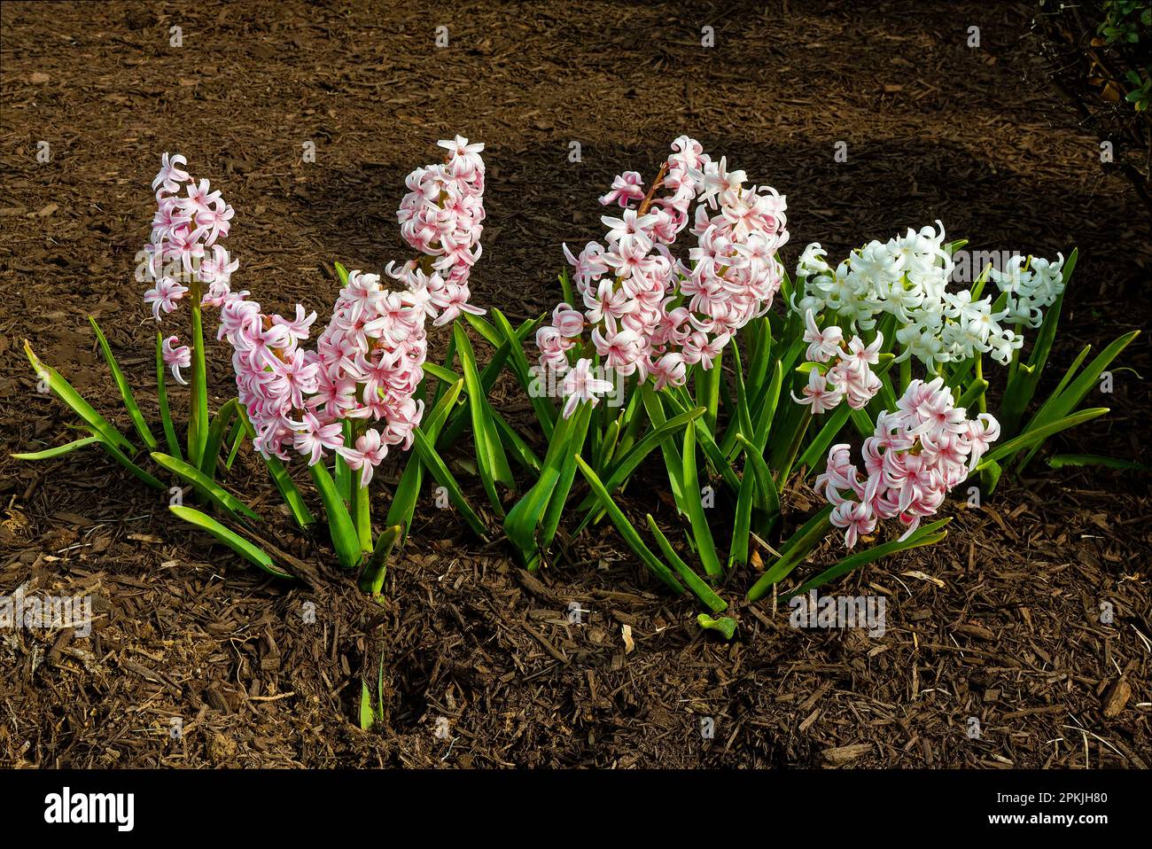 hyacyinths, rose pâle, blanc, paillis brun, fleurs printanières, Floraison 2-3 semaines, les bulbes toxiques contiennent de l'acide oxalique, parfumé, famille des asperges, perenn Banque D'Images