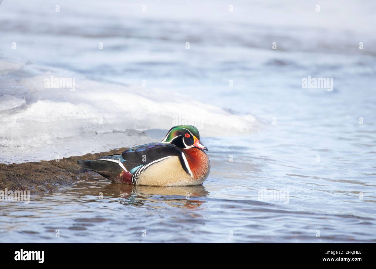 Un mâle de canard en bois marchant le long du rivage de la rivière des Outaouais en hiver Ottawa, Canada Banque D'Images