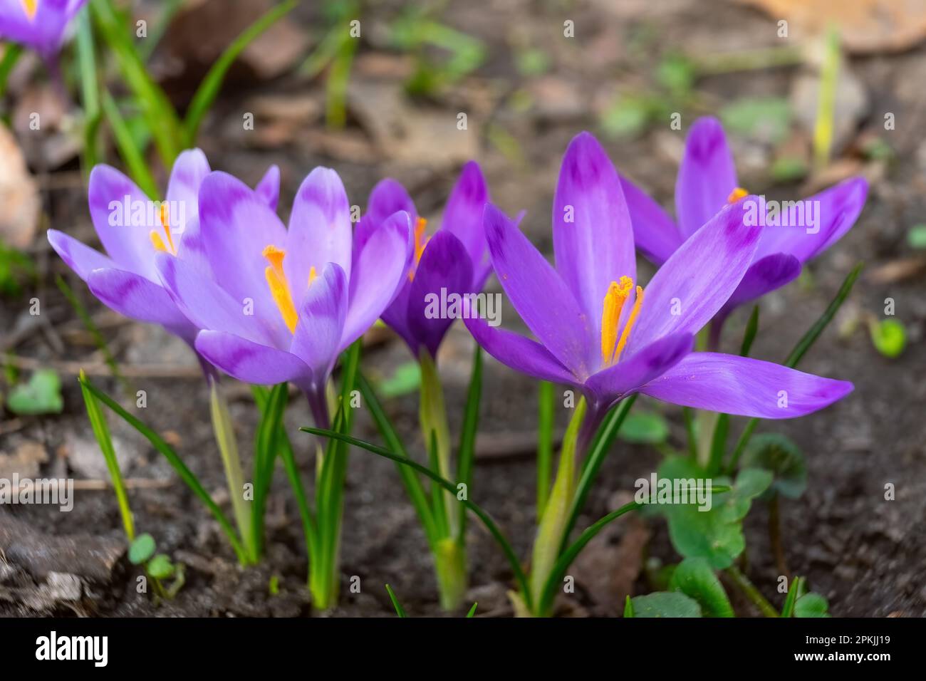 Fleurs de crocus pourpres en plein air dans un parc, un jardin ou une forêt. Printemps, floral, pâques, nature. Macro, gros plan. Banque D'Images