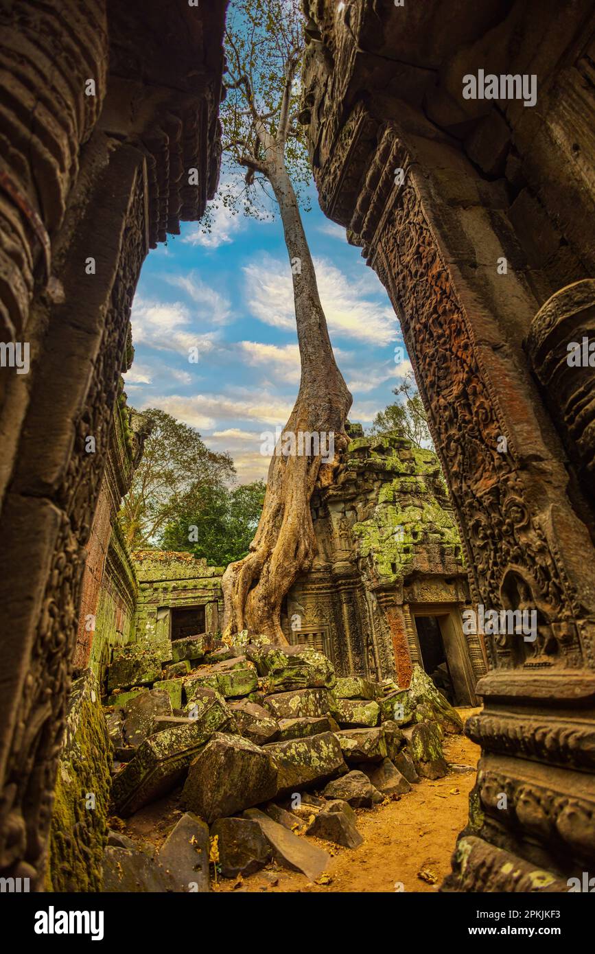 Vue imprenable sur le temple de Ta Prohm avec un grand vieux arbre à Siem Reap, Cambodge Banque D'Images